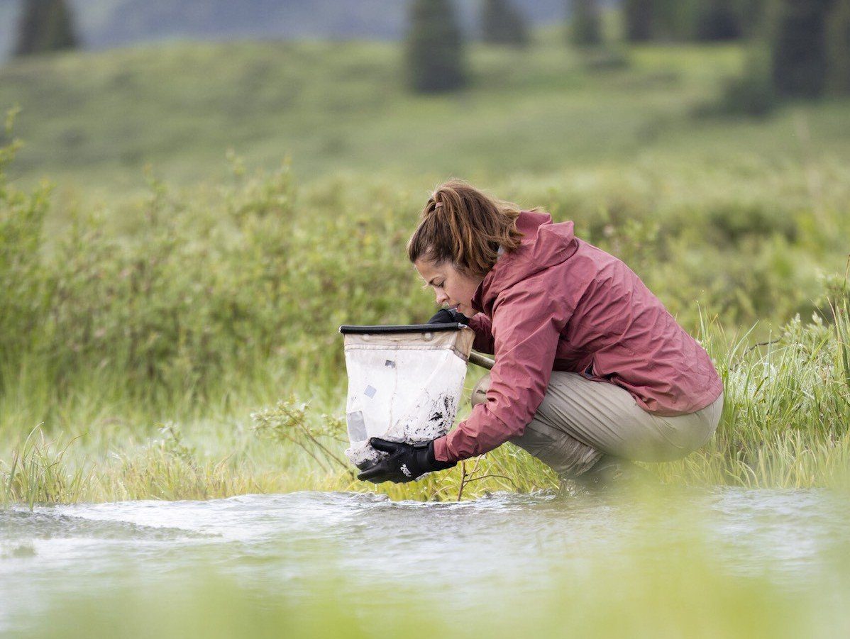 Dr. Kara Cromwell sampling macroinvertebrates from the East River as part of a long-term project to monitor biodiversity and protect instream flow rights of the East River's headwaters