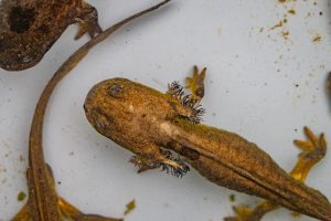 Arizona tiger salamander (Ambystoma mavortium nebulosum). Photo by Eric Phillips